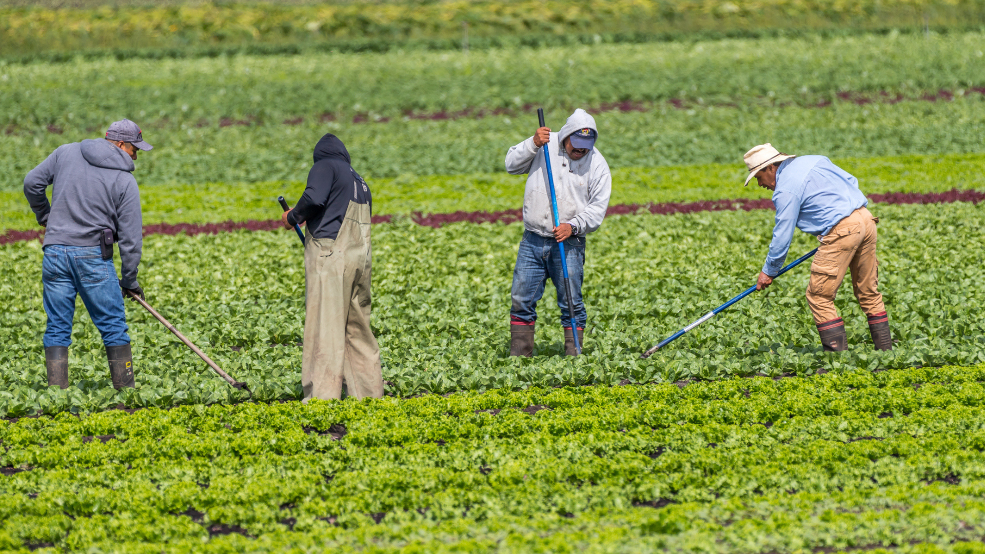 Immigrant farm workers hoe weeds in a farm field of produce.