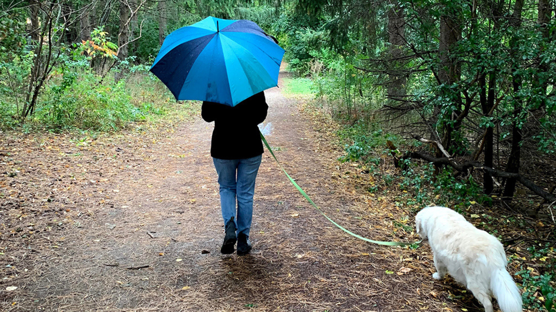 Chloe Asselstine strolls through the woods with her dog, using a blue umbrella to shield herself from the rain.