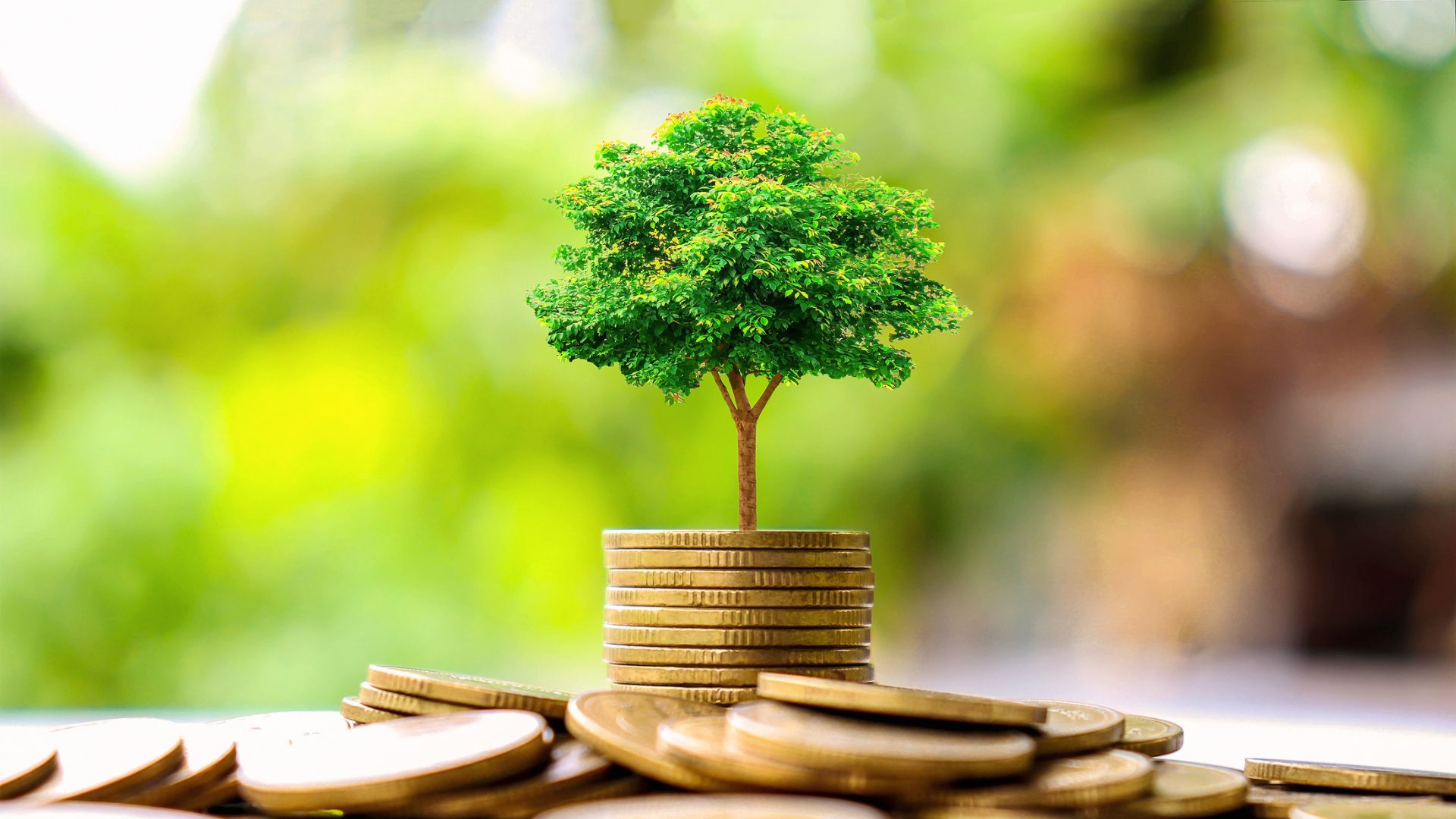 A tiny tree growing out of a stack of gold coins.