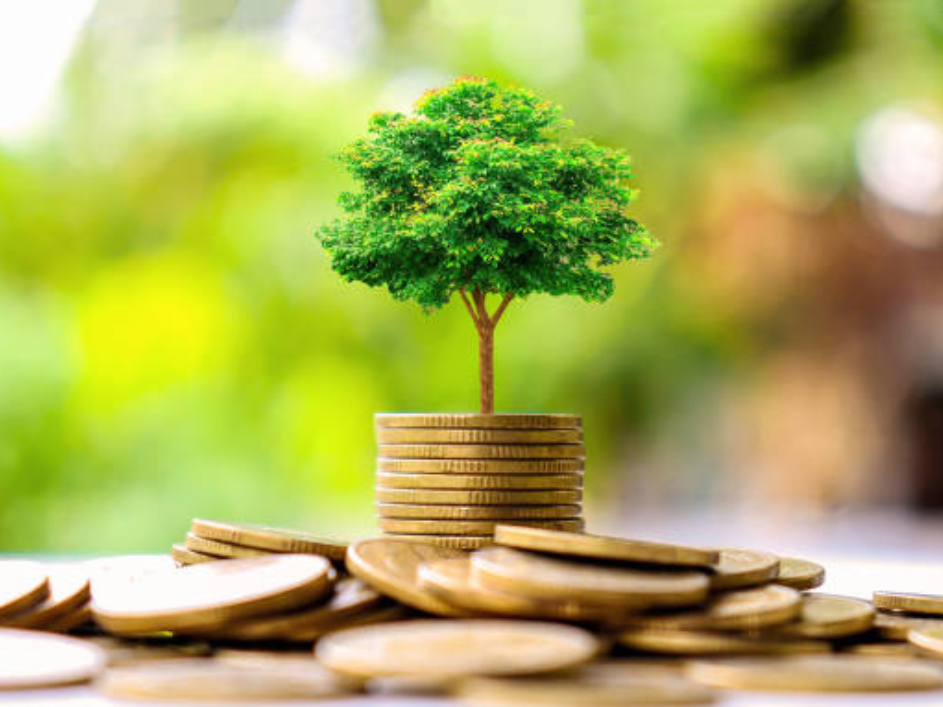 Money tree, symbolizing growth and opportunity in sustainable business practices.