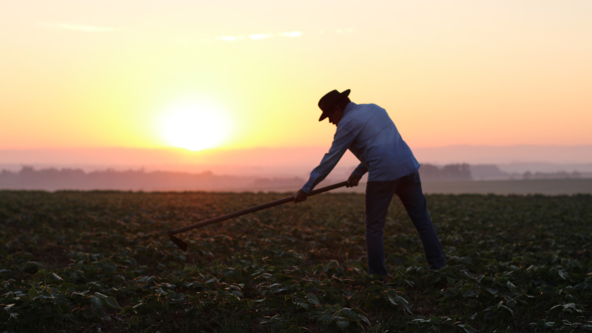 farmer works in the field as the sun is setting