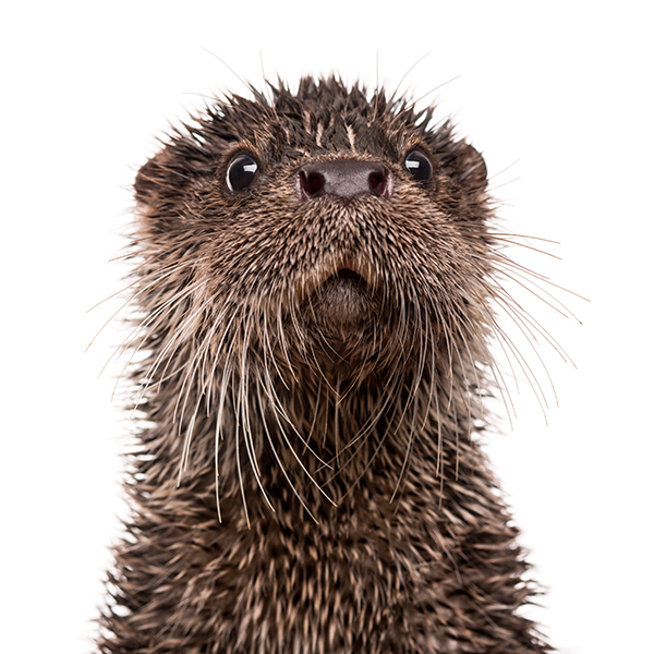 Placeholder Image (Otter)